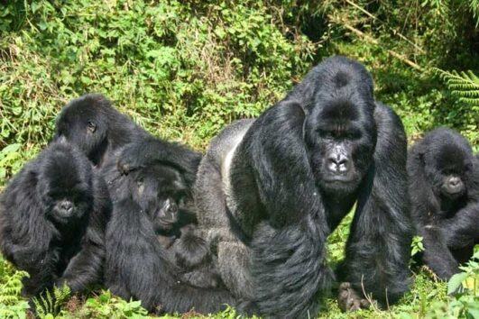 Bwindi Impenetrable National Park